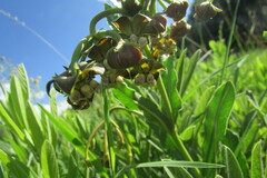 Asclepias fulva