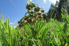 Asclepias fulva