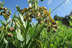 Asclepias fulva