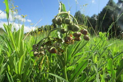 Asclepias fulva