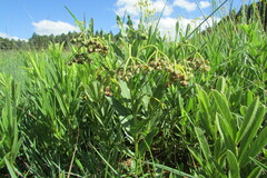 Asclepias fulva