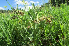 Asclepias fulva