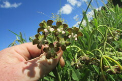 Asclepias fulva
