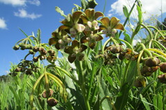 Asclepias fulva