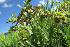 Asclepias fulva