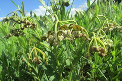 Asclepias fulva