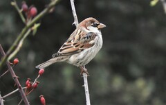 Passer hispaniolensis hispaniolensis