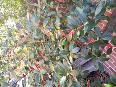 Ilex opaca