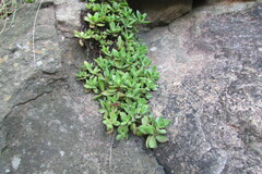 Crassula swaziensis