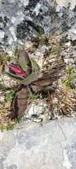 Hieracium lepidulum