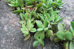 Crassula swaziensis