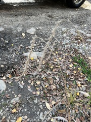 Elymus sibiricus