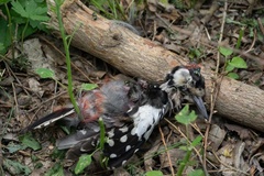 Dendrocopos major