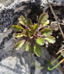 Wahlenbergia albomarginata
