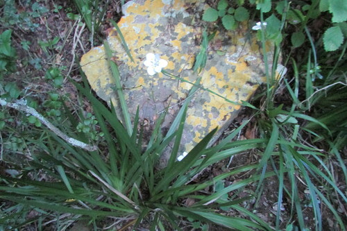 Dietes iridioides