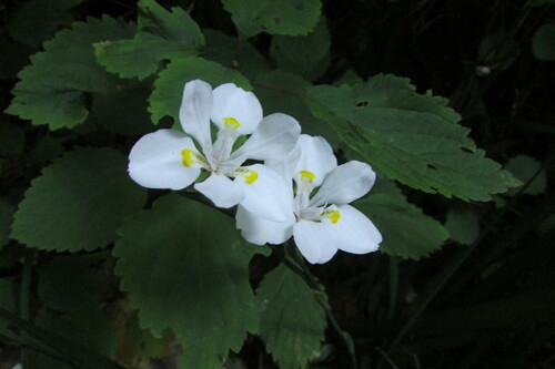 Dietes iridioides