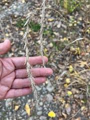 Elymus sibiricus