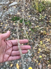 Elymus sibiricus