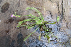Drosera collinsiae