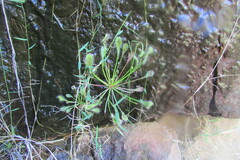 Drosera collinsiae