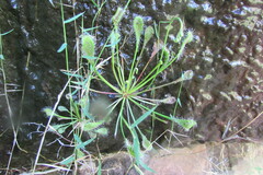Drosera collinsiae