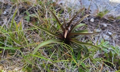 Gentianella corymbifera