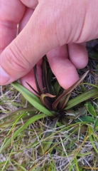 Gentianella corymbifera