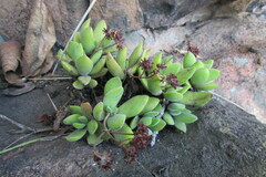 Crassula swaziensis