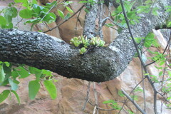 Crassula swaziensis