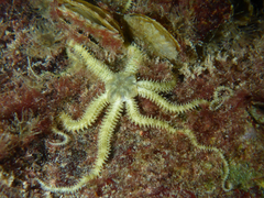 Ophiactis savignyi