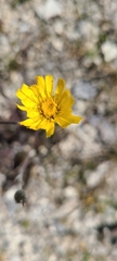 Hieracium lepidulum