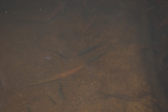 Melanotaenia splendida