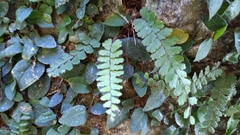 Adiantum caudatum