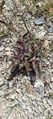 Hieracium lepidulum