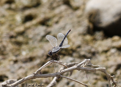 Selysiothemis nigra
