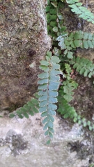 Adiantum caudatum
