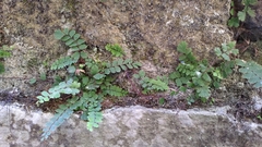 Adiantum caudatum