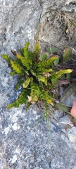 Asplenium lyallii