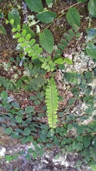 Adiantum caudatum