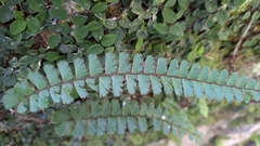 Adiantum caudatum