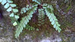 Adiantum caudatum