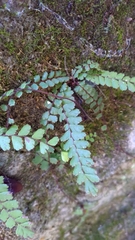Adiantum caudatum