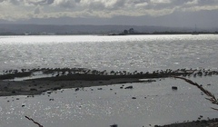 Limosa lapponica baueri