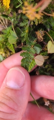 Anisotome aromatica