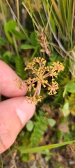 Anisotome aromatica