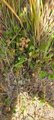 Anisotome aromatica