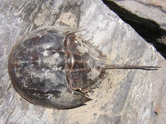 Limulus polyphemus