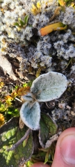 Brachyglottis bellidioides