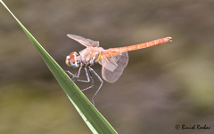 Urothemis thomasi