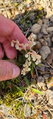 Gaultheria crassa